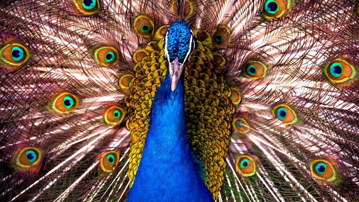 Albania Backs U.S. Strikes on Iran